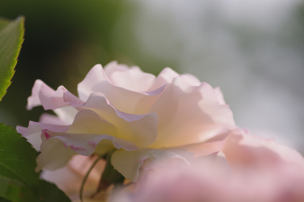 薔薇・・・
