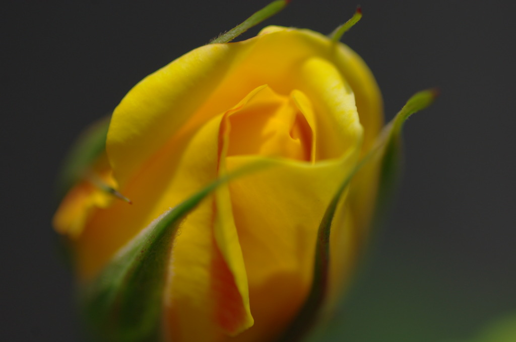 Ｈｅｌｌｏ　ｒｏｓｅ～