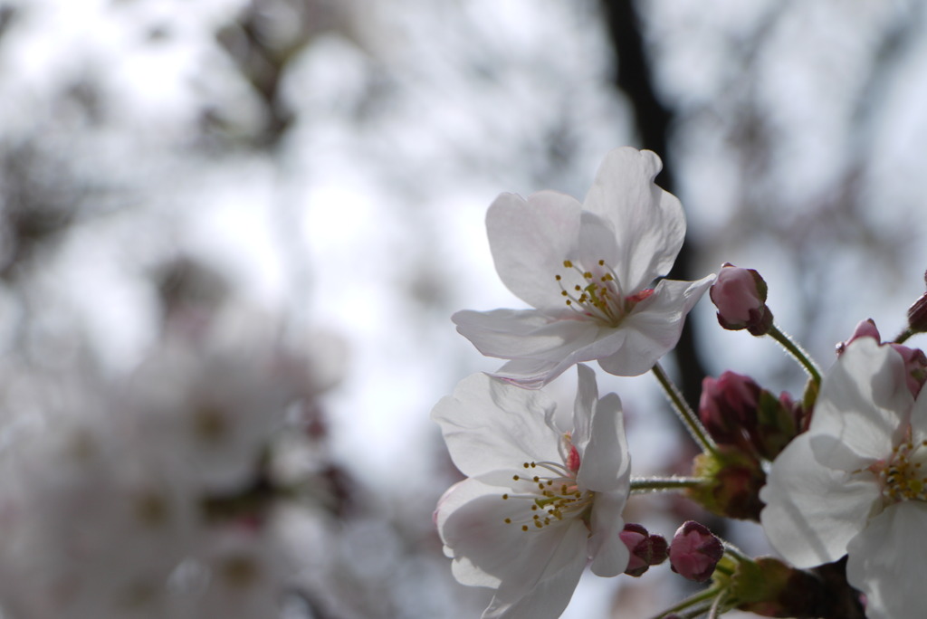 ｓａｋｕｒａ