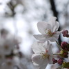ｓａｋｕｒａ
