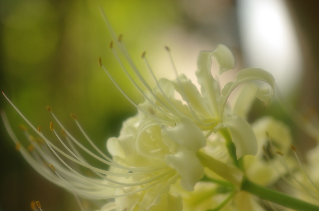 曼珠沙華・・・