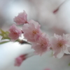 さくら・・