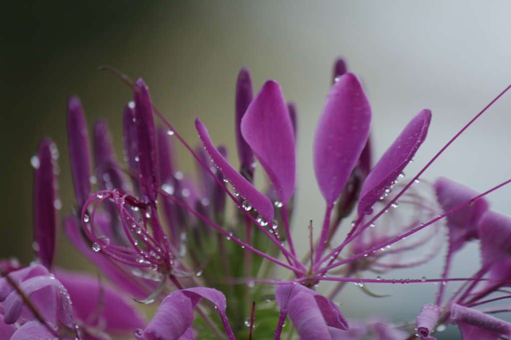 雨あがり・・・