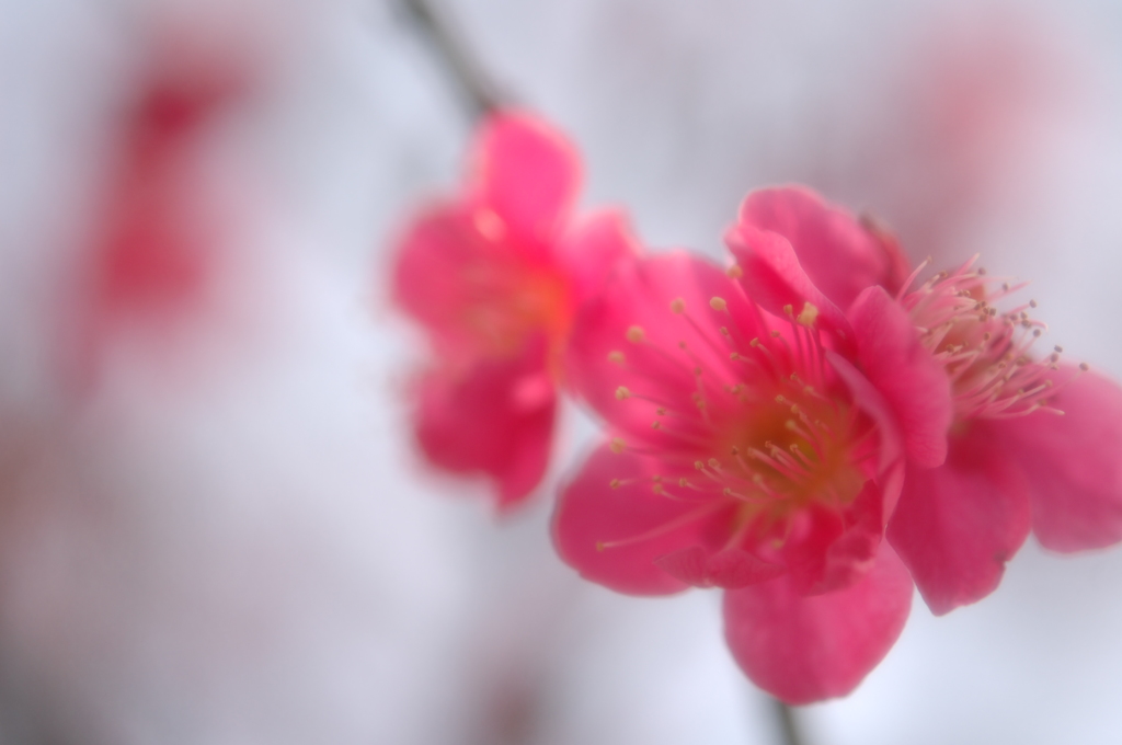 再び・・・紅梅・・・