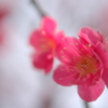再び・・・紅梅・・・
