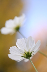 秋桜　ー白ー　その２