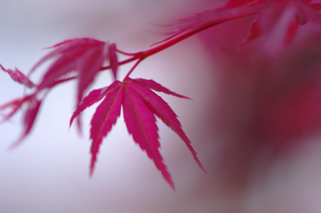 楓　伝えたい想い・・