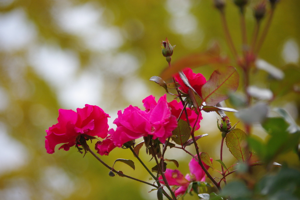 薔薇