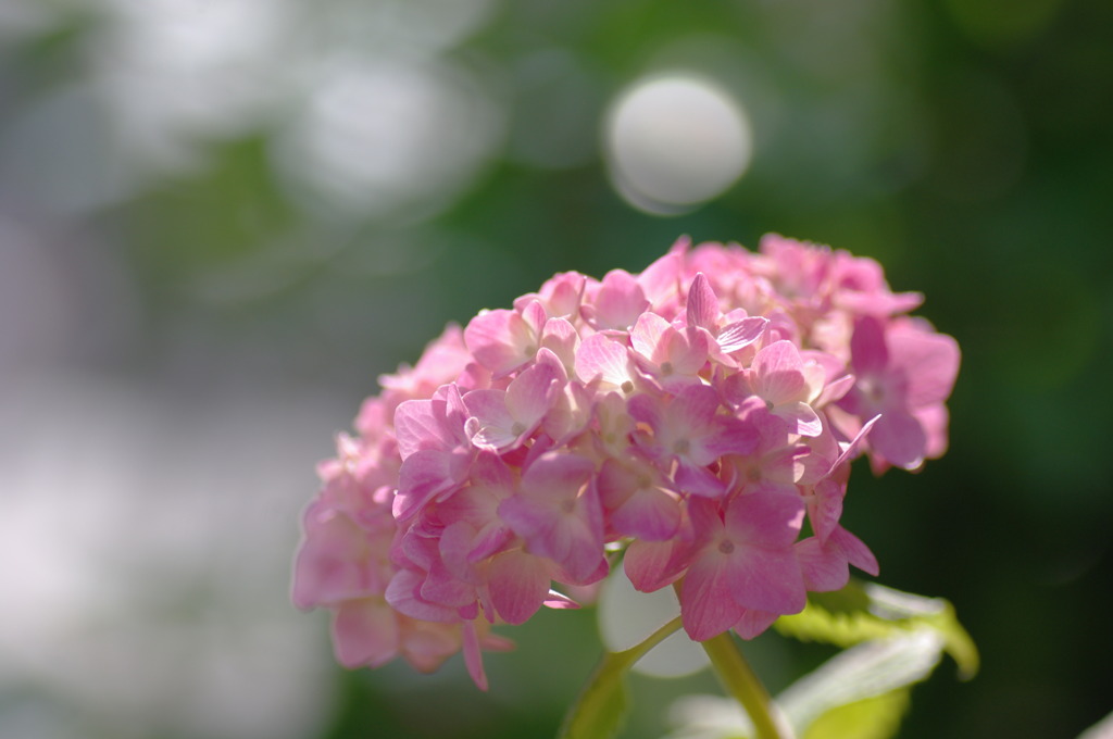 紫陽花　　お年頃・・