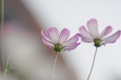 秋桜・・・　見上げてみれば