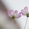 秋桜・・・　見上げてみれば