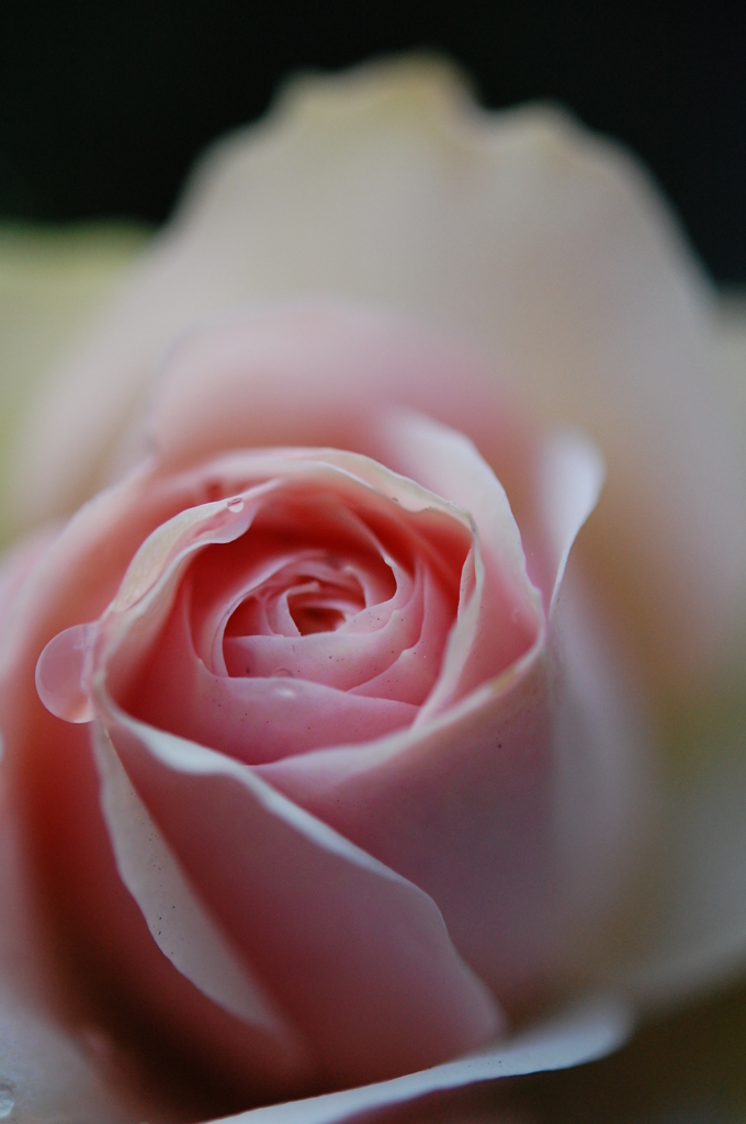 続・薔薇・・・