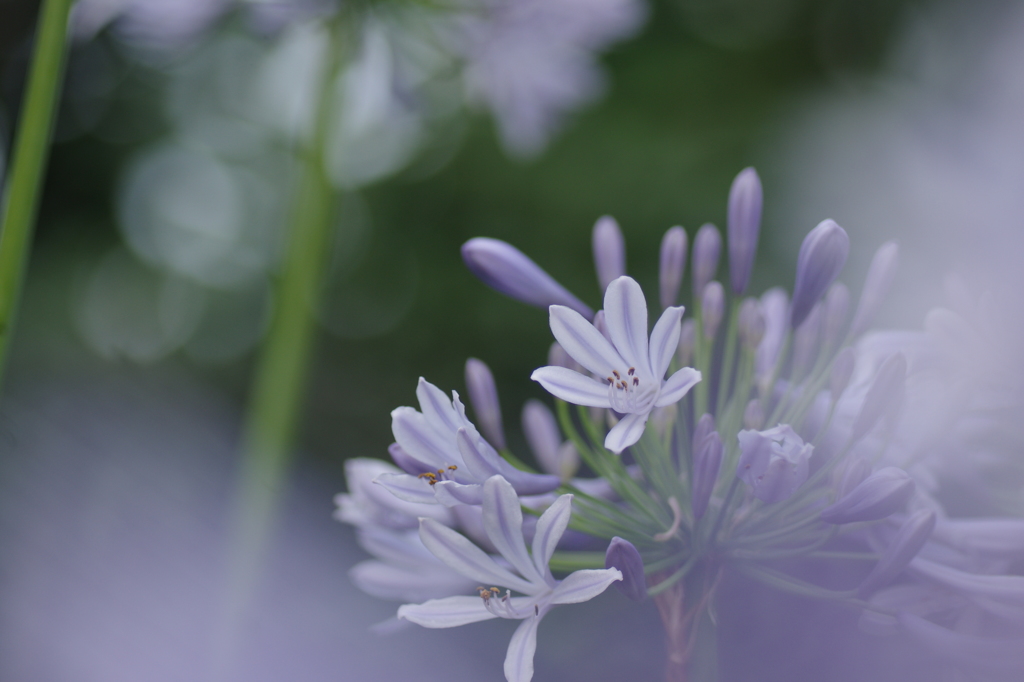 初夏の花・・・