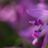 紫蘭・・・ｂｙ　Ｃａｎｏｎ