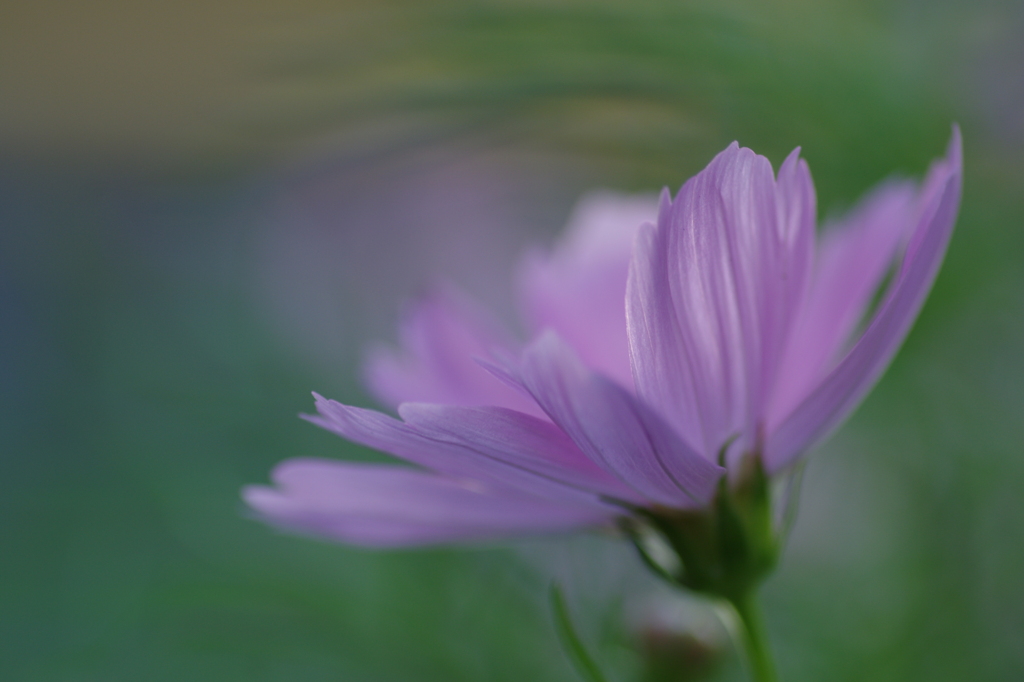 秋桜・・・