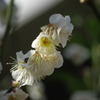 通りすがり