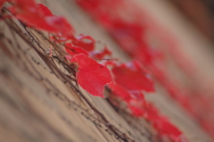 autumn red・・・