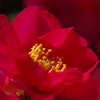 薔薇にも負けないくらいの・・
