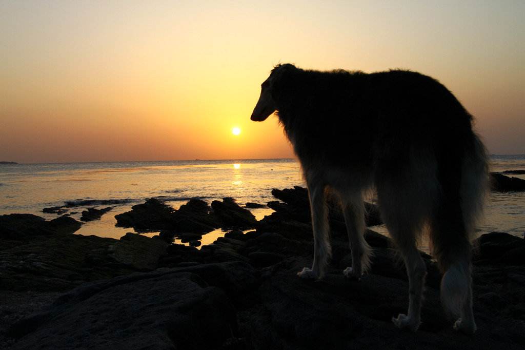 夕陽の犬