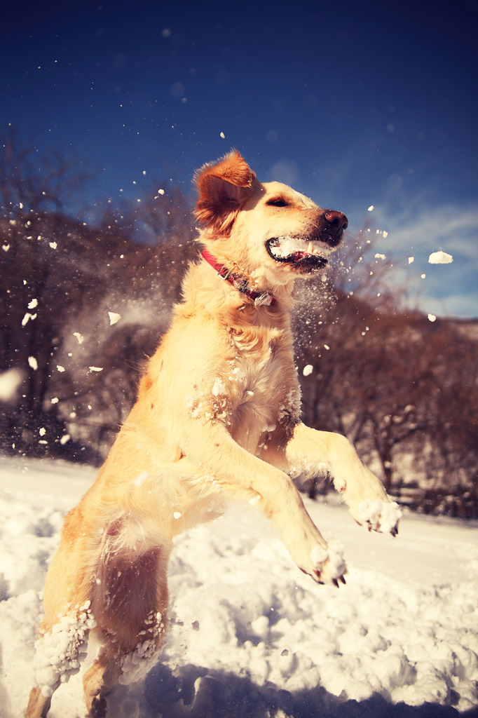 snow catching