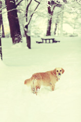 雪の犬