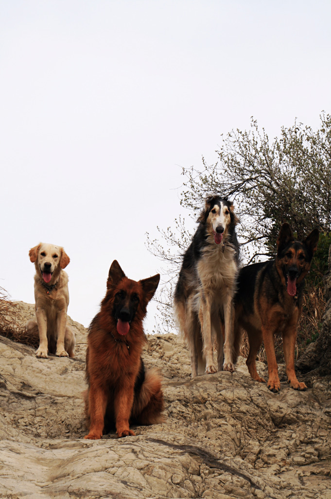 Dogs on the rocks