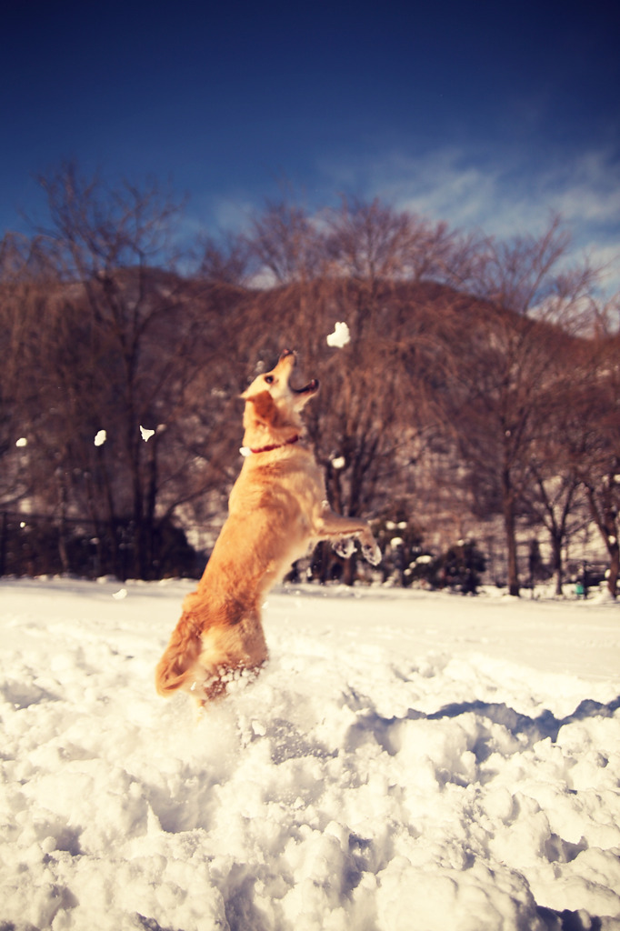 snow catching