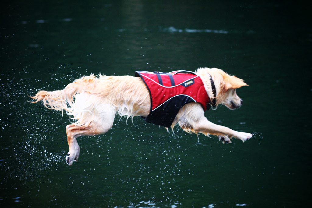 Dive!