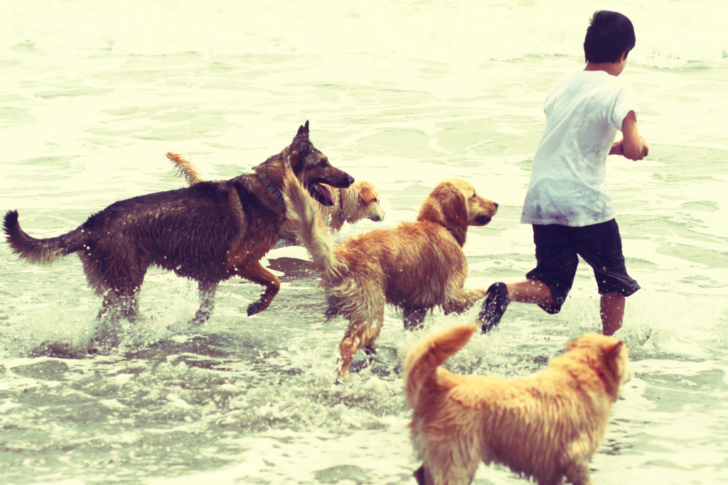 少年と犬達