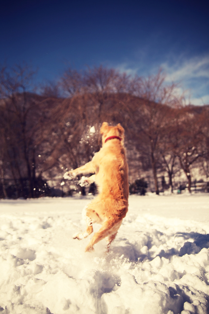 snow catching