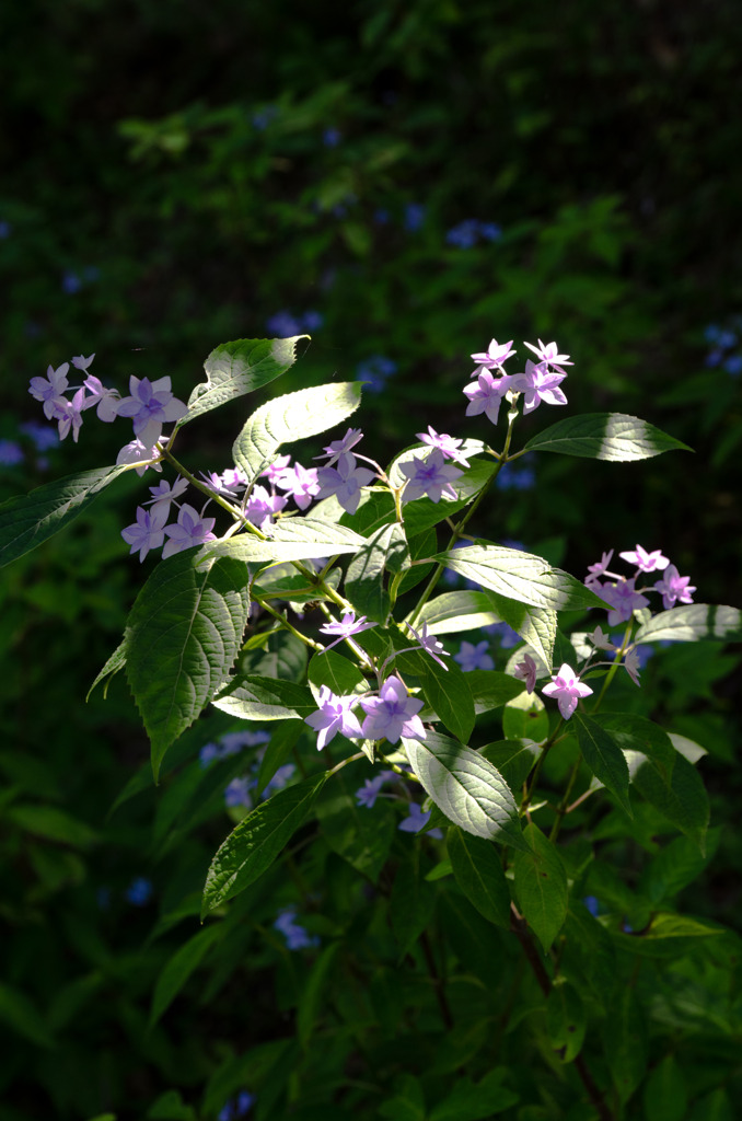 小さな紫陽花