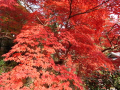 紅葉