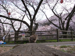 猫と桜