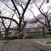 猫と桜