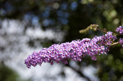 名もなき花