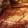 紅葉の絨毯