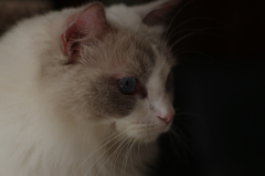 chicca