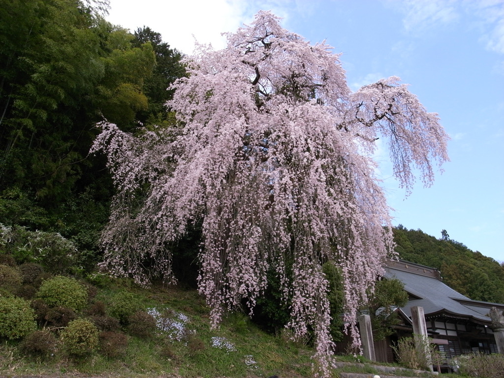 梅岩寺　しだれ桜　　　青梅市