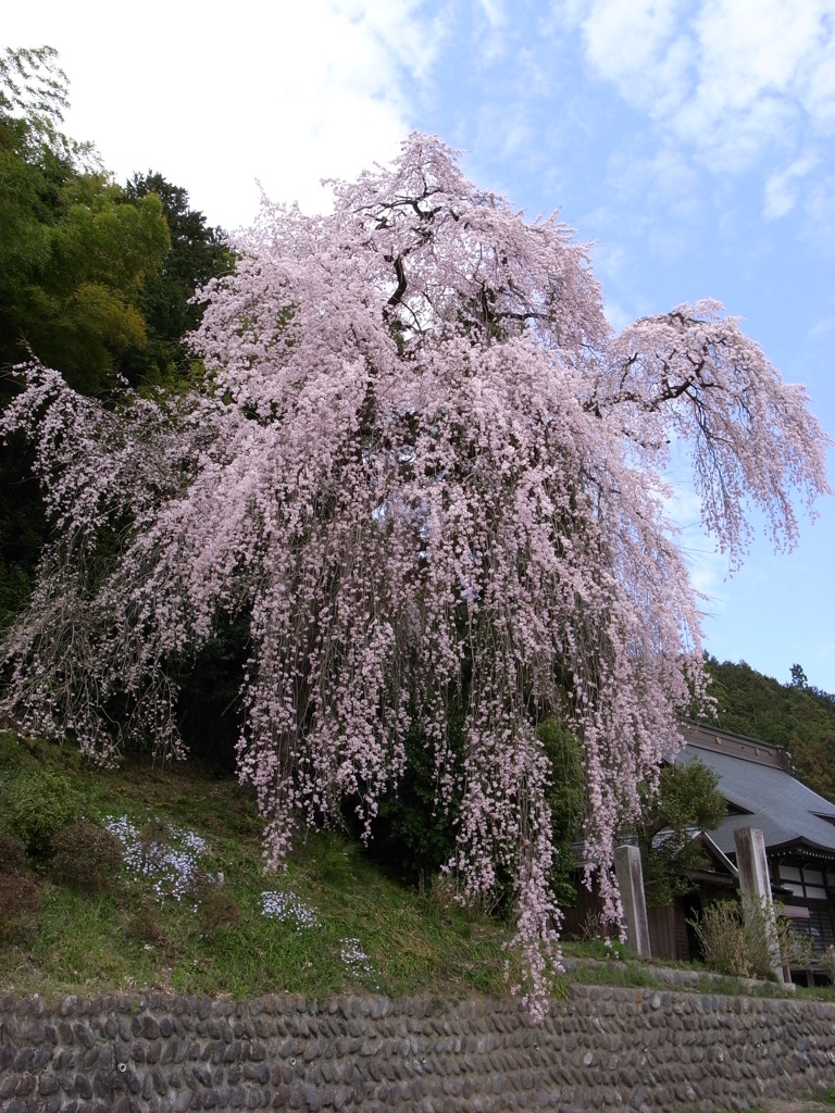 梅岩寺　しだれ桜　青梅市
