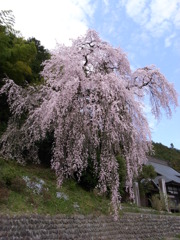 梅岩寺　しだれ桜　青梅市