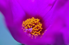 花芯