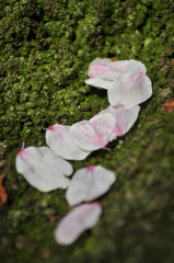 苔桜