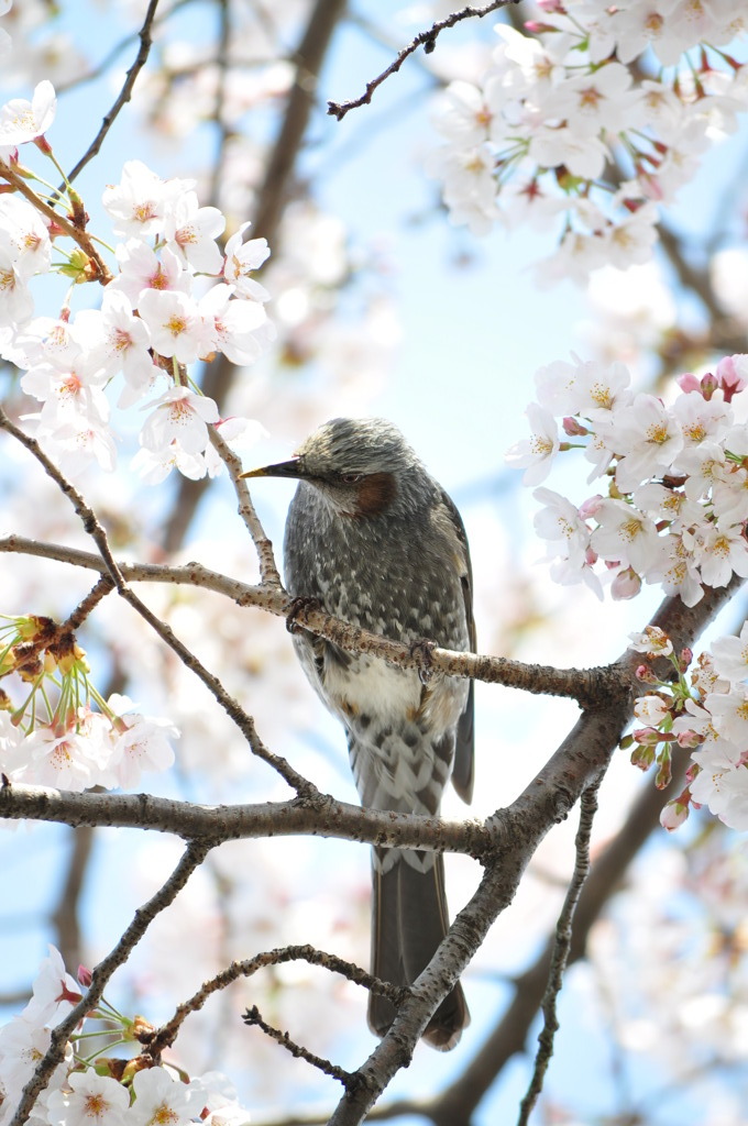 甘い蜜