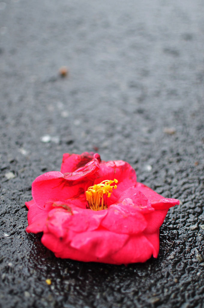 雨上がりの落とし物
