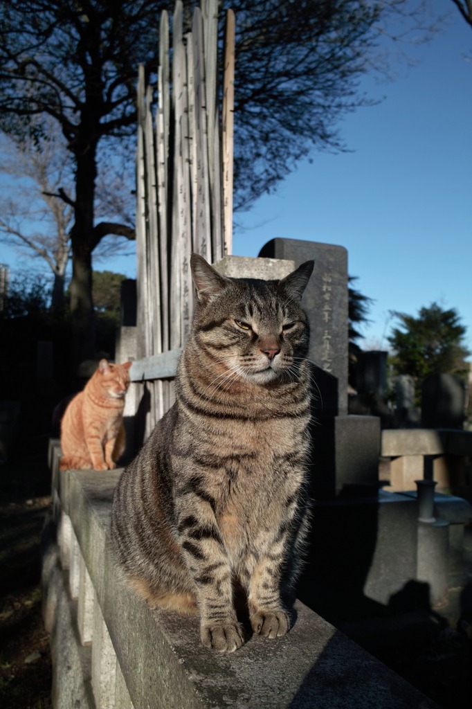 猫日和