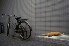 自転車と猫