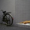 自転車と猫