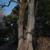 SDIM3519