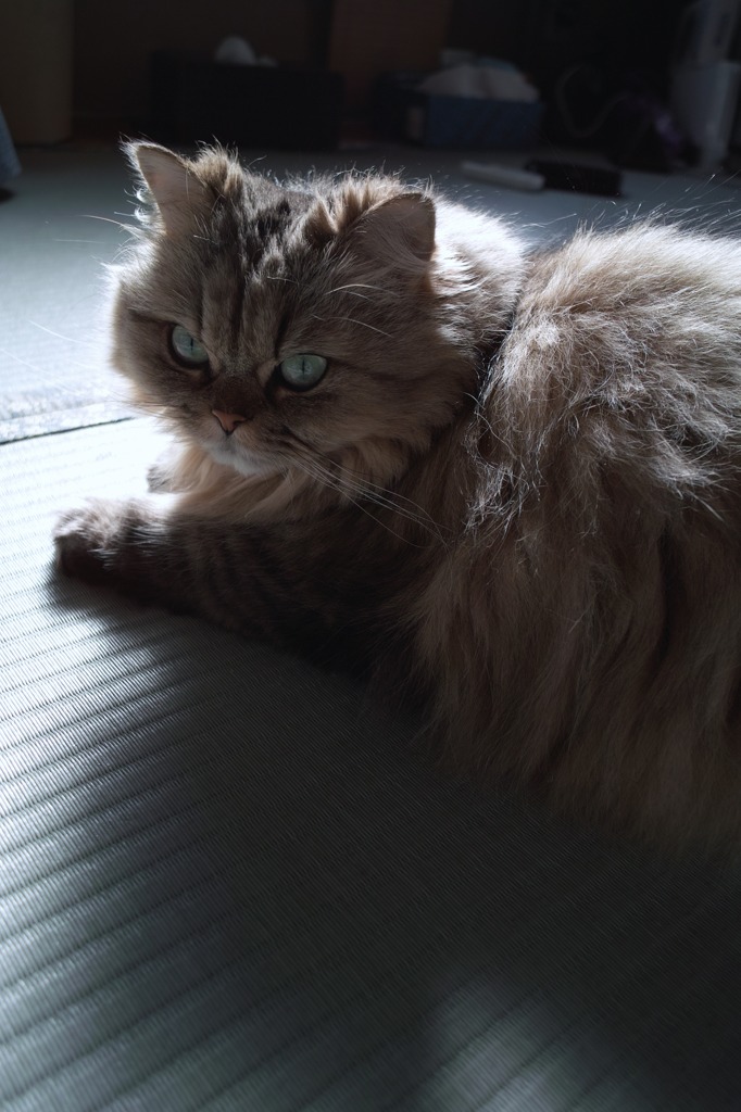 茶猫