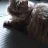 茶猫